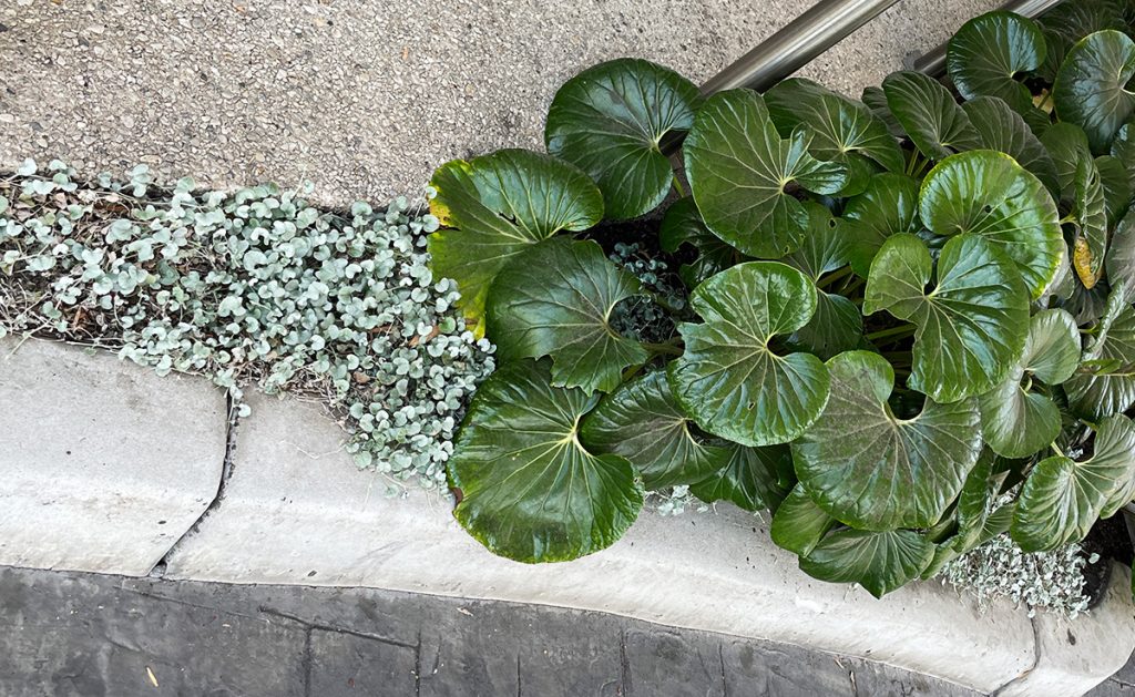 Silver Dichondra plant