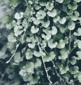 Silver Dichondra plant close up leaves