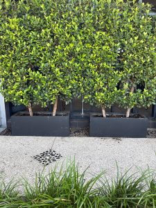 Ficus Flash hedge in planter box