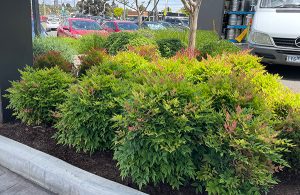 Nandina 'Moon Bay' plant