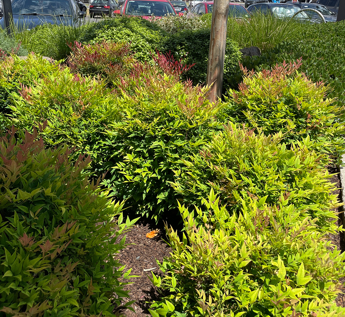 Nandina 'Moon Bay' plant