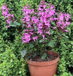 Plectranthus 'Mona Lavender' Pink bright flowers in a terracotta orange pot