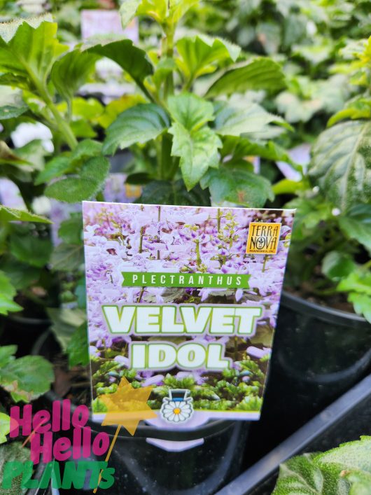 Plectranthus 'Velvet Idol™' 6" Pot in a garden.