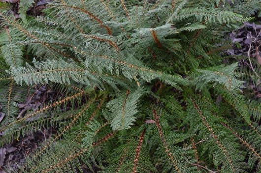 Polystichum proliferum Mother shield fern green foliage fronds of fern