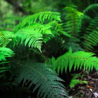Polystichum proliferum Mother Shield Fern A lime Green fern growing in a wooded area.