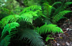 Polystichum proliferum Mother Shield Fern A lime Green fern growing in a wooded area.