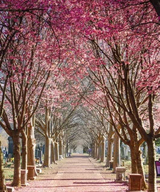 Beautiful Cherry Blossoms in winter flowering in Asia Japan pink flowering Prunus-x-incam-Okame-Taiwan-Cherry-Ornamental-Cherry-Blossom-Trees