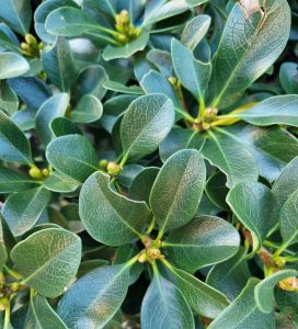 ‘Oriental Pearl’ Indian Hawthorn