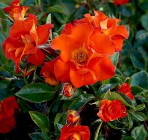 Rose 'Afrikaans' Bush Form in a bush with green leaves. Orange rose