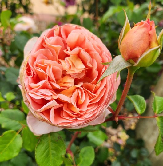 A Rose 'Afternoon Delight' Bush Form is blooming in a garden. Rosa floribunda with old fashioned rose appearance