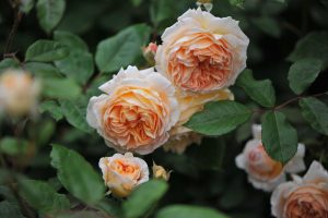 A group of Roses 'Bathsheba' english shrub rose david austin roses ruffled apricot rose bush