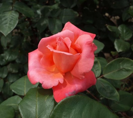 rosa hybrid tea Catherine deneuve salmon pink rose