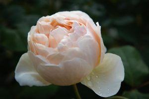A peach Rose 'Jude The Obscure™' Bush Form with water droplets on it. Deep cupped roses creamy apricot colour