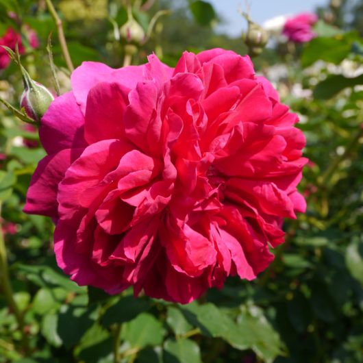 A Rose 'Thomas A Beckett' Bush Form is blooming in a garden. Rosa david austin fluffy pink clusters