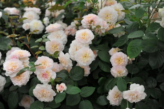 english shrub roses david austin rose cream apricot soft pink fluffy roses Emily bronte
