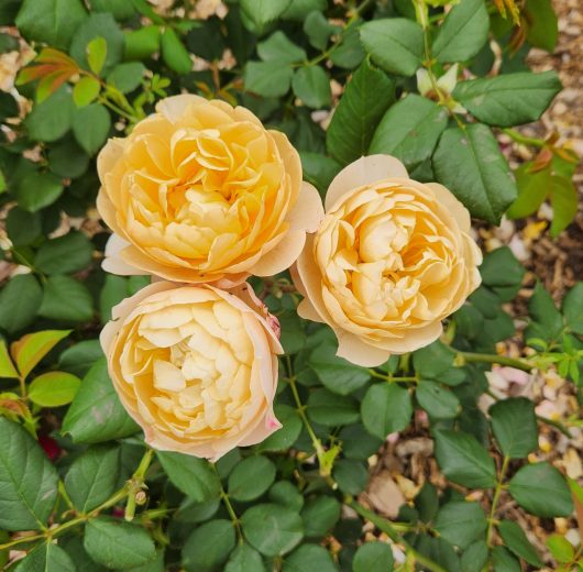 modern shrub rose old english rose david austin rose three fluffy ruffled yellow roses Roald Dahl rose