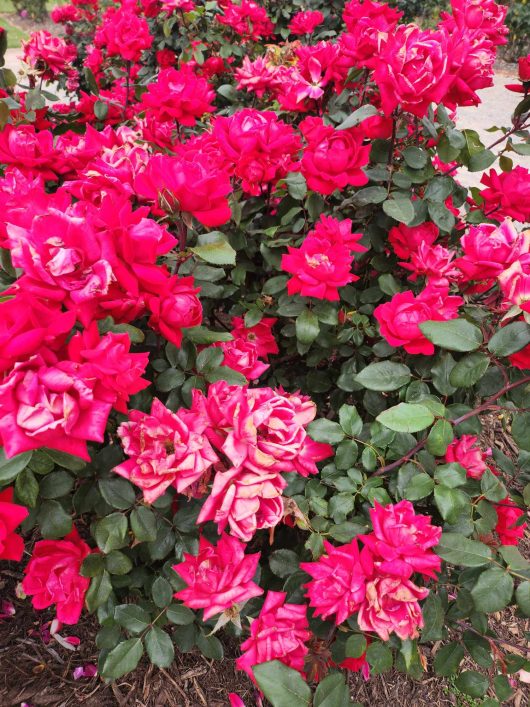A bush form of Rose 'Double Knockout®' in a garden.