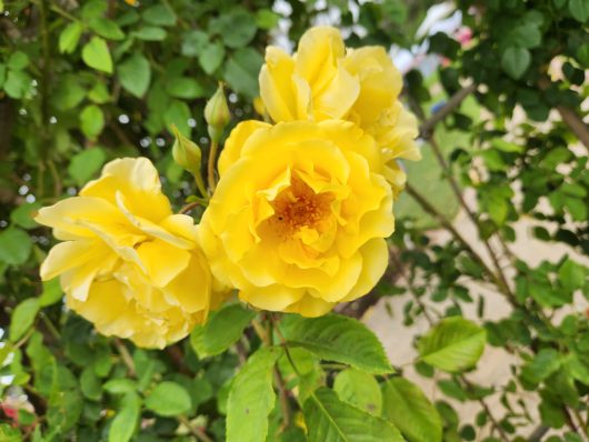 Rosa Golden Gate Yellow Rose climbing rose three bright yellow flowers