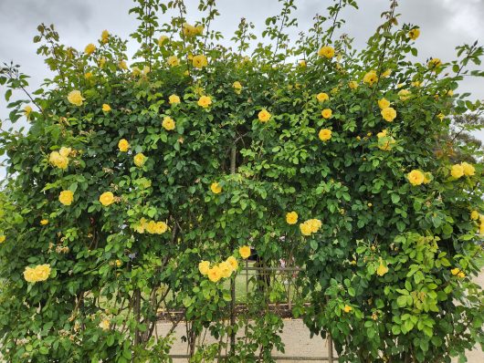 Rosa Golden Gate Yellow Rose bright yellow blooms climbing against trellis on a walk way garden path decorative feature in bloom