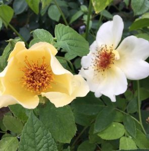 Two white and yellow Roses with orange stamens blooming on a bush in the garden Golden Wings