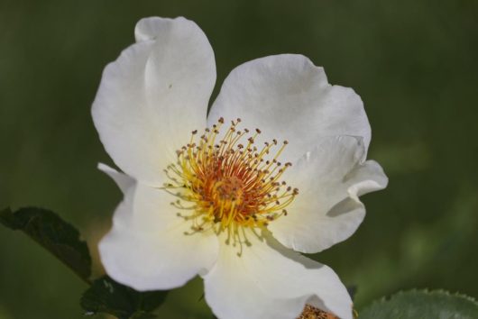 A white Rose 'Golden Wings' Bush Form with a yellow center.