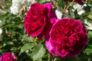 Rosa hybrid tea Charles de Mills Rose crimson purple fluffy ruffled blooms with many petals and green leaves