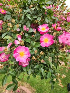 rosa carpet rose lavender mist climbing rose groundcover rose open roses purple coloured with yellow centres