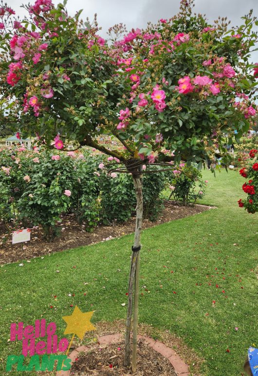 Rose Lavender Mist Carpet rose climbing rose groundcover rose purple lilac flowers with yellow centres grown as a standard rose