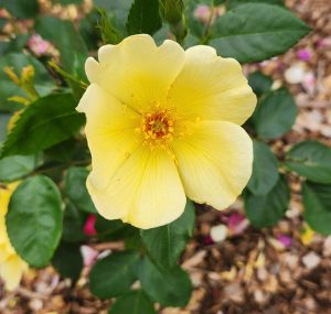 A yellow Rose 'Tottering By Gently' Bush Form is blooming in a garden.