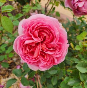 Rosa david austin Boscobel Pink Rose English shrub rose pink cupped flowers