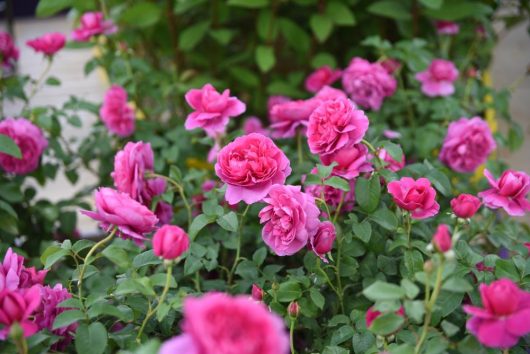 rosa david austin english shrub rose James L Austin Hot pink buff roses
