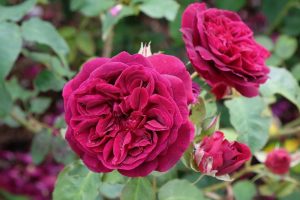 Rosa david austin munstead wood rose english shrub rose rich red velvety crimson fluffy blooms