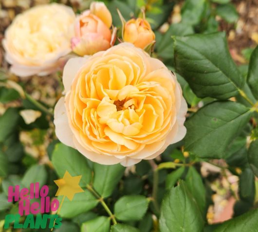 A yellow Rose 'Roald Dahl' Bush Form in a garden with green leaves. rosa david austin