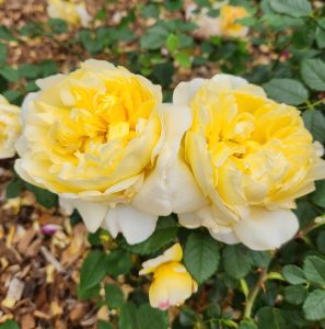 Two yellow Roses 'The Poet's Wife' Bush Form are blooming in a garden. Rosa david austin english shrub rose