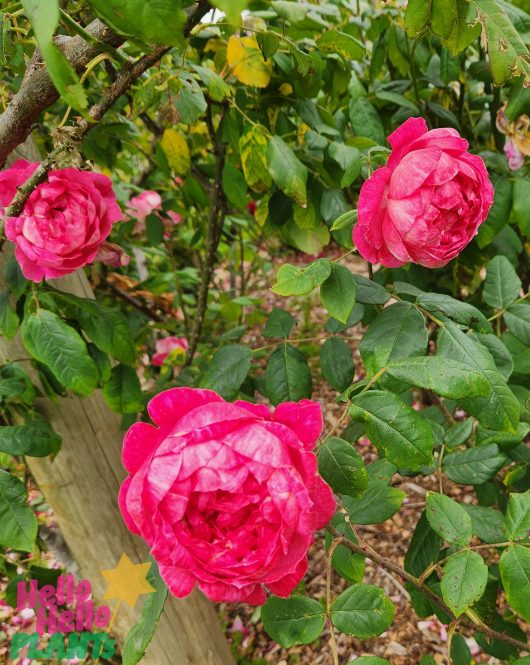 Rosa david austin english shrub rose Benjamin Britten flowers on a bush