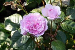 Rose 'Olivia Rose Austin' Bush Form old english rose ruffled pink flower david austin rose