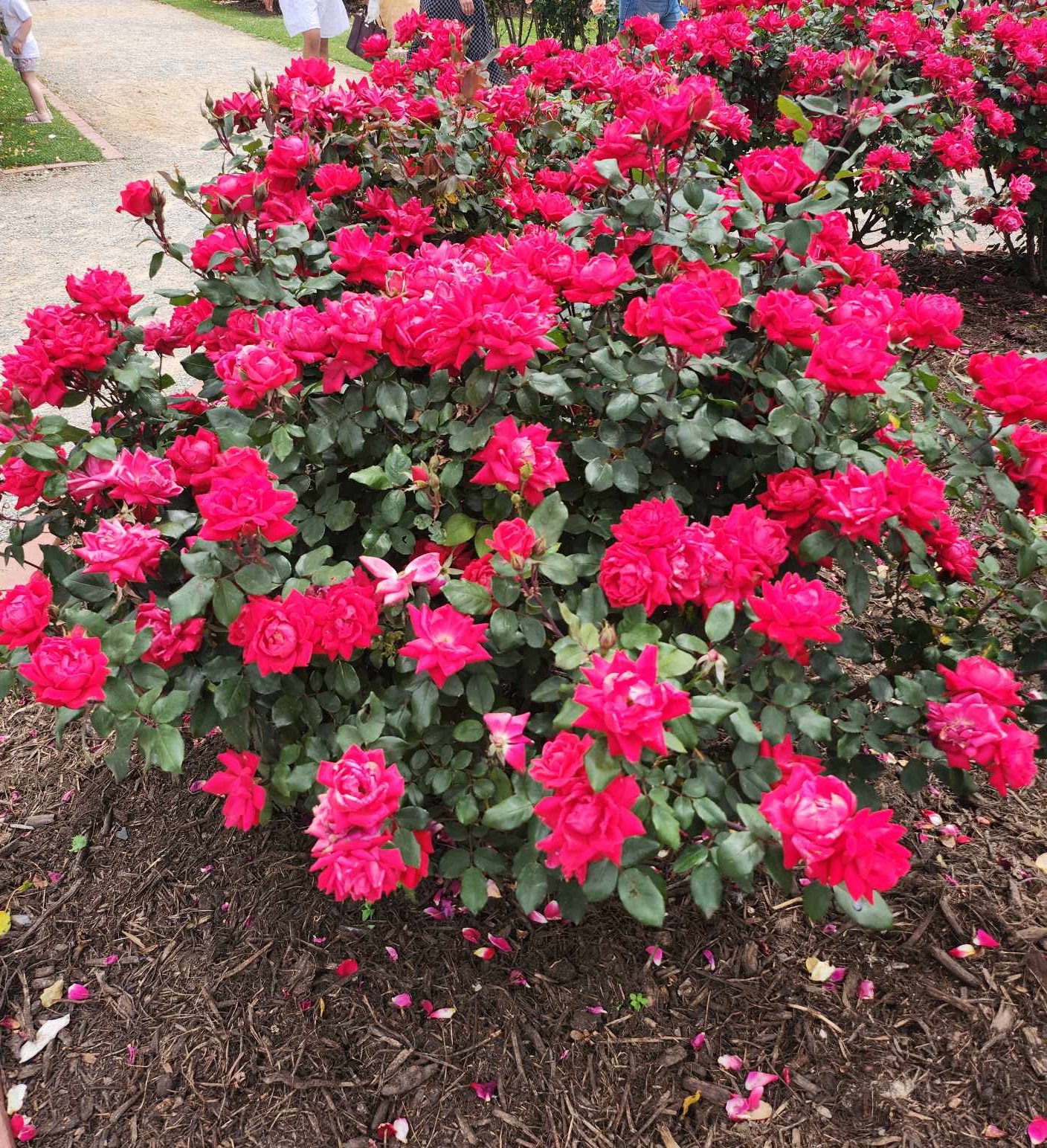 Rose 'Double Knockout®' Bush Form - Hello Hello Plants