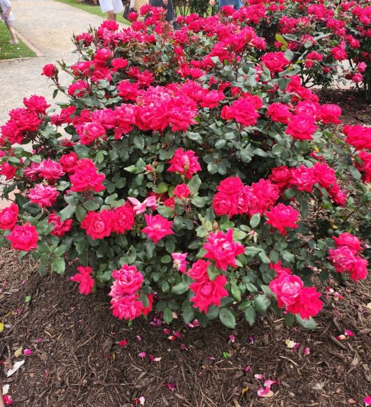 Rosa Double Knockout Roses cherry red hot pink in colour blooming in a bush shrub in a garden