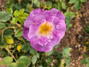 Rosa floribunda Blue For You Rose. A wide open purple rose with a white and yellow centre