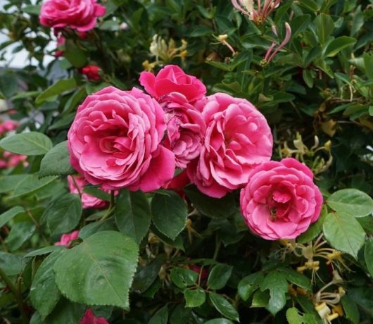 rosa floribunda Busy Bee groundcover creeping rose mass flowering pink blooms with a bee in the centre and green leaves