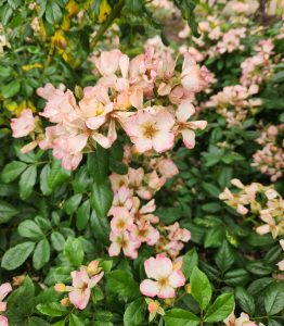 Rosa floribunda Carabella Rose in bloom creamy white and pink flowering roses