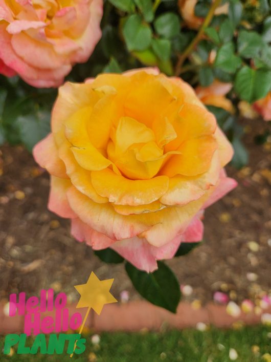 A yellow Rose 'Daybreaker' Bush Form with a star in the middle of it.rosa floribunda multicoloured rose daybreaker