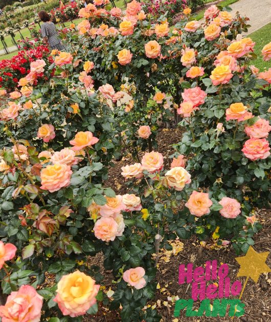 Petite clusters of perfectly formed spiral buds open in warm yellow tones, blending apricot and pink rosa floribunda Daybreaker rose