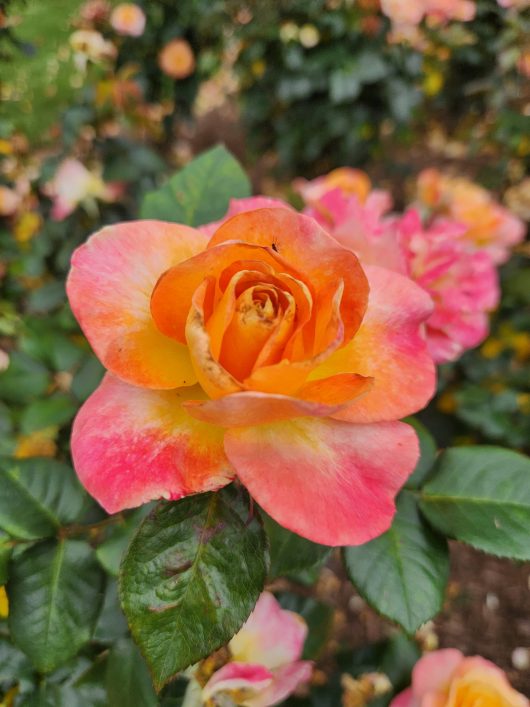 An orange and pink multicoloured Rose 'Daybreaker' Bush Form blooms in a garden. medium fragrance