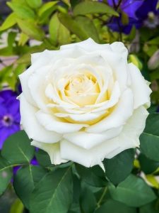 Rosa florbunda Emely off white creamy white rose with many petals on green leaves