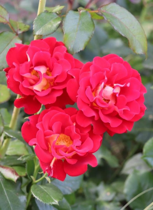 rosa floribunda evelyn fison. Three red roses with double blooms and open centres and green leaves