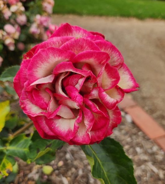 Rosa floribunda rose IMP multicoloured large rose mixed of hot pink, red and white in a garden bed