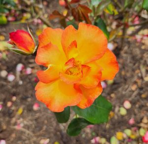 A yellow and orange rose in a garden.