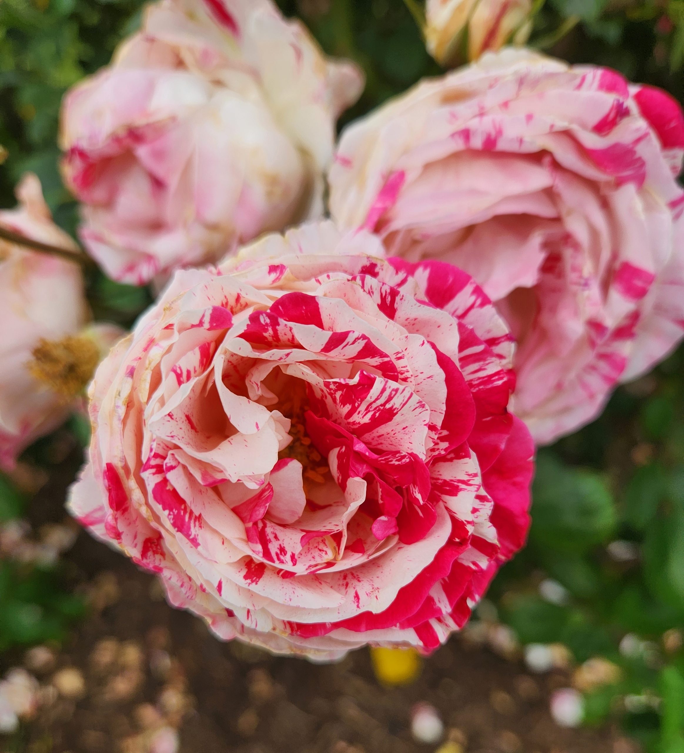 Three pink and white roses in a garden. Rosa floribunda Scentimental Rose multicoloured with creamy bwhite and pink and red specks