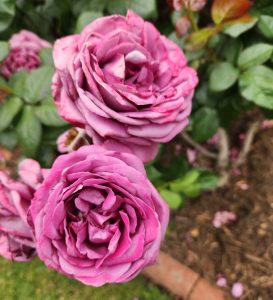 Transplant Australia's Thank You Rose Floribunda Rose two purple ruffled roses